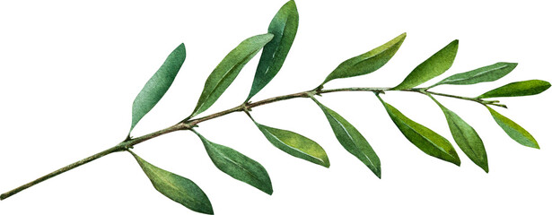 Olive tree, branch, watercolor illustration, green leaves and olives, realistic