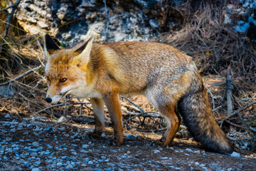 Fox on one of the roads. Sierra de Cazorla, Jaen. Spain.