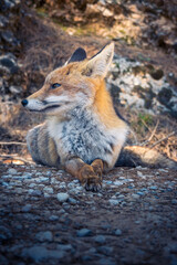Fox on one of the roads. Sierra de Cazorla, Jaen. Spain.