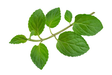 Frische Pfefferminze und Hintergrund transparent PNG cut out Peppermint