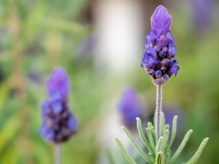 Flores de lavanda