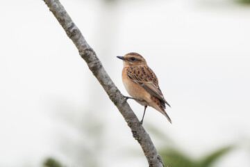 Fototapeta premium Braunkehlchen
