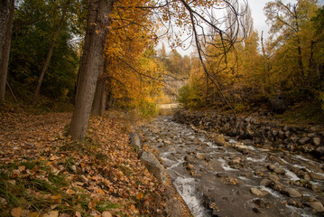 Beautiful river with fresh and crystalline water with big stones going down through a forest of big trees full of leaves of autumn colours, orange and brown in Huesca, Aragon.