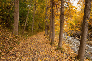 View of a natural landscape, a country road through the mountains next to a river and full of orange, brown and yellow leaves fallen on the ground in autumn.