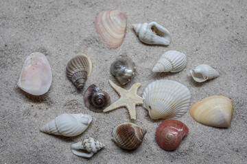 Fototapeta na wymiar Shells and sea snails