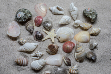 Shells and sea snails