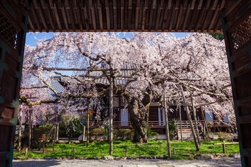 寺の枝垂れ桜、京都、日本