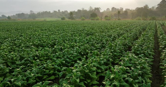 Aerial view drone shot 4k video of tobacco plantation at morning in thailand
