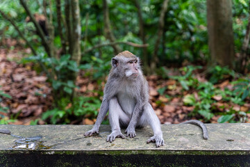 Portrait of one monkey at Sangeh monkey forest in Bali near Ubud village. Indonesia