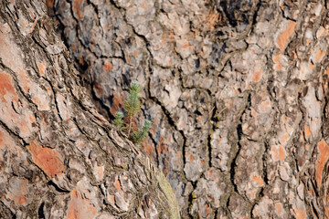 Small young green pine tree sprouting from the trunk of an adult pine tree