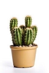 Cactus in a pot isolated on white background Generative AI
