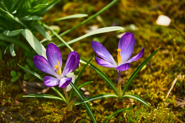 Purple crocus flowers in the garden. Early spring.