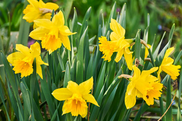 Obraz premium Close-up of yellow daffodils in the garden
