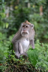 Portrait of one monkey at Sangeh monkey forest in Bali near Ubud village. Indonesia