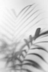 palm leaf shadow overlay