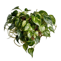 Freihängende Zimmer Pflanze (Epipremnum aureum), beliebte tropische Pflanze, Modern, Minimalistisch Isolierte Freigestellt Ausgeschnitten PNG