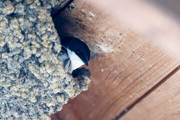 Mehlschwalbe in ihrem Nest