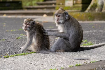 Fotobehang Historisch monument Portrait of two monkeys sitting at Sangeh Monkey Forest, Bali, Indonesia