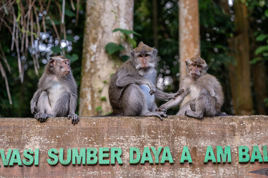 Portrait of three monkeys sitting at Sangeh Monkey Forest, Bali, Indonesia
