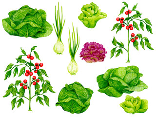 Set of fresh vegetables: tomatoes, onions, cabbage, salads. Watercolor elements on the theme of gardening, harvesting, healthy eating, illustrations of ingredients for recipes and menus.