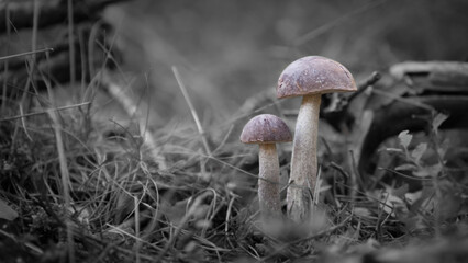 Close-up of mushrooms growing in the forest.