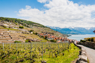 Rivaz, Lavaux, Genfersee, Weinberge, Dorf, Winzerdorf, Kirche, See, Seeufer, Wanderweg, Weinberg-Terrassen, Weinbauer, Frühling, Waadt, Schweiz