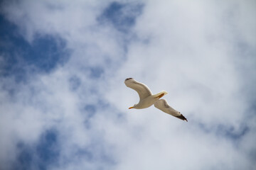 Seagull flying over a cloudy blue sky