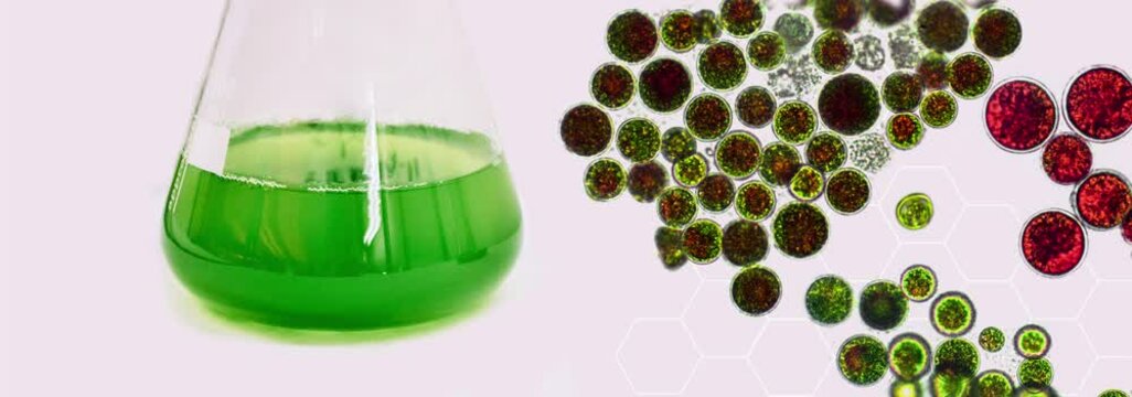 Algal research, energy and healthcare treatment biotechnology, photobioreactor in medical science laboratory, algae fuel biofuel industry, coronavirus covid-19 vaccine, sustainable eco living