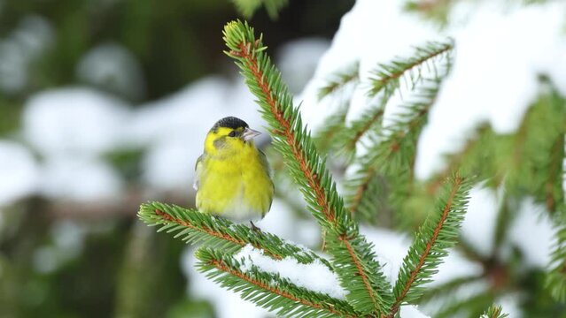 A small and vibrant yellow male Eurasian siskin perched on a Spruce branch on a late winter day in Estonia, Northern Europe	