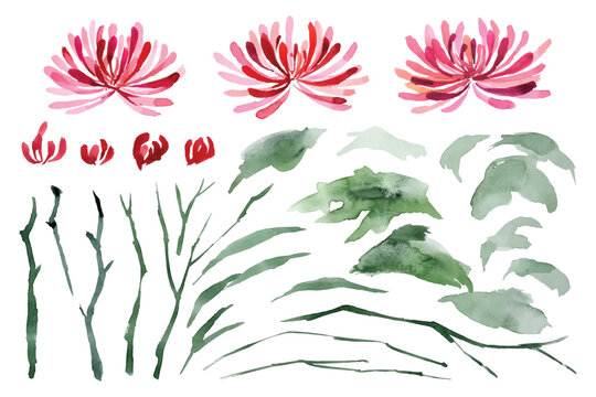 Watercolor painting of red chrysanthemum flower elements collection