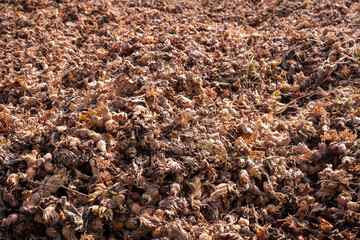 Shelled hazelnuts. Unshelled hazelnuts. Selected area