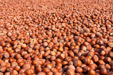 Shell Nuts. Fresh hazelnuts laid out to dry, selected area, view from above, fresh, organic, close-up, brown color, traditional