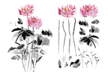 Watercolor ink chinese lotus flower bouquet and isolated on white background.	 