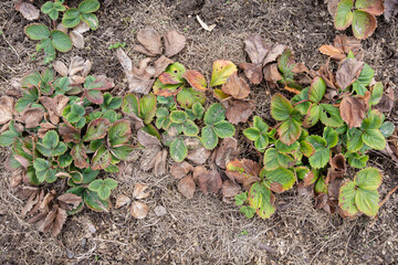 Old Strawberry bed in Grass clippings mulch before cleanup in a Spring Garden. Plants with Dry Brown Leaves with Reddish-brown Spots. Symptoms of Strawberry Disease. Top view.