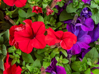 Vivid red and dark violet colored patunia flowers in the garden. Summer is coming.