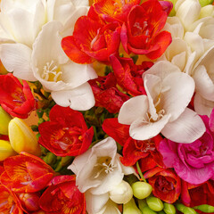 A bunch of bright colored freesia flowers top view closeup.