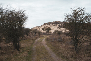Fototapeta premium sand dunes on the coast of the north sea