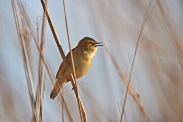 Schilfrohrsänger
