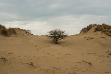 sand dunes on the coast of the north sea