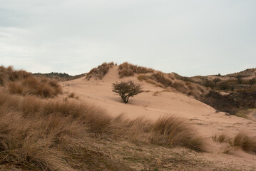 Fototapeta premium sand dunes on the coast of the north sea