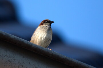 Spatz Sperling