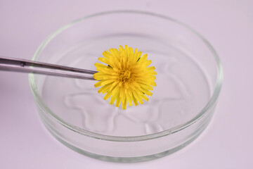 Flower of yellow kulbaba in a laboratory petri dish.

