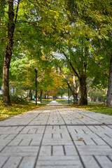 Beautiful walking path among the trees in the site