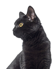 Head shot of a Black cat looking away, web banner, isolated on white