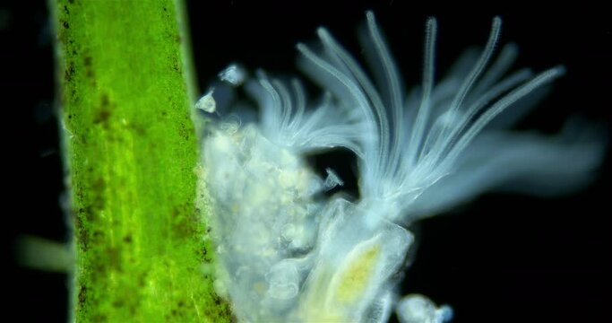 Freshwater bryozoans under microscope, Class Phylactolaemata, Order Plumatellida. Filter feeders. Similar to worms in Sabellida family