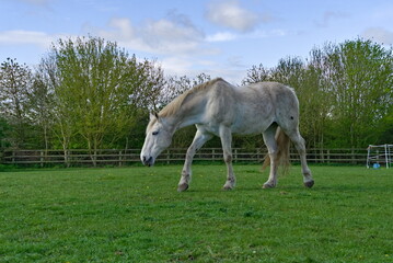 Obraz premium horse and foal
