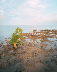Mangrove trees at low tide in the afternoon with blue sky