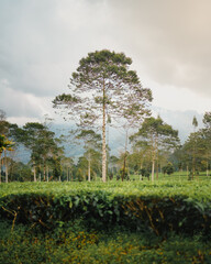 Beautiful green Tambi Tea Garden in the morning