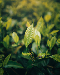 Tea leaves ready to be harvested with golden sunshine