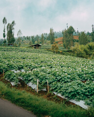 Farmer hut among the plantation, Tambi, Indonesia.